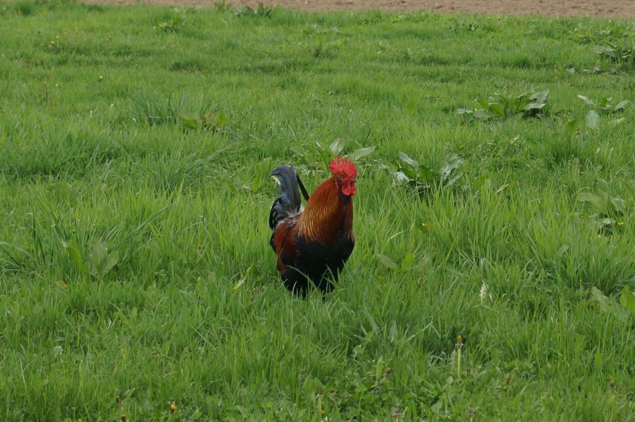 Pokoje Roznow Otel Dış mekan fotoğraf